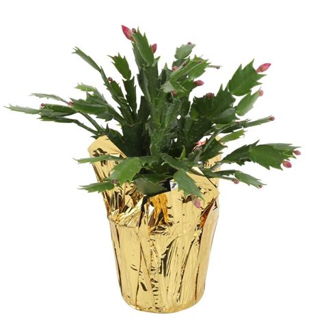 lowes christmas cactus|where to buy christmas cactus.